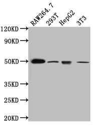 TIM-1 Antibody in Western Blot (WB)