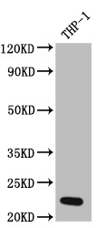 IL23A Antibody in Western Blot (WB)