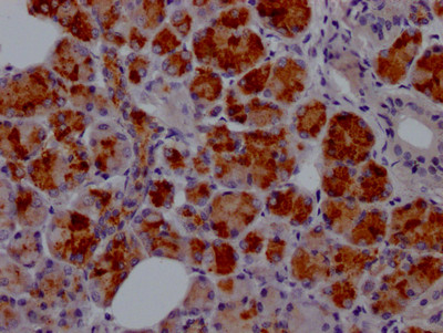 Lactoferrin Antibody in Immunohistochemistry (Paraffin) (IHC (P))