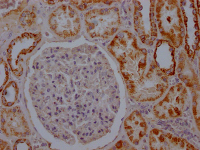 Aconitase 2 Antibody in Immunohistochemistry (Paraffin) (IHC (P))