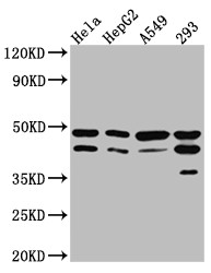 GSK3B Antibody in Western Blot (WB)