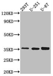 Osteopontin Antibody in Western Blot (WB)