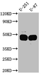 PAI1 Antibody in Western Blot (WB)