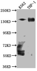 TACC3 Antibody in Western Blot (WB)