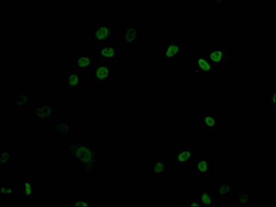 DNMT1 Antibody in Immunocytochemistry (ICC/IF)