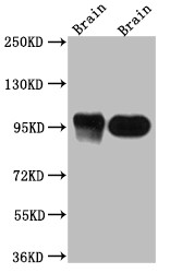 PSD-95 Antibody in Western Blot (WB)