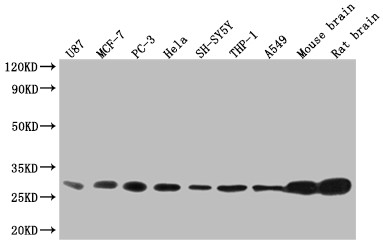 14-3-3 beta Antibody in Western Blot (WB)