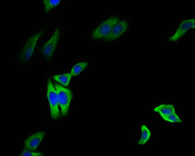 HSP90 beta Antibody in Immunocytochemistry (ICC/IF)