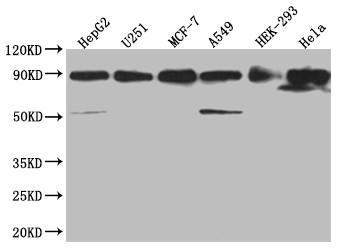 HSP90 beta Antibody in Western Blot (WB)