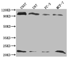 LMO2 Antibody in Western Blot (WB)