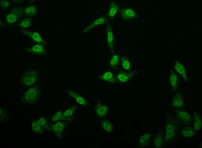 E2F4 Antibody in Immunocytochemistry (ICC/IF)