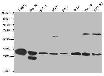 PSME1 Antibody in Western Blot (WB)