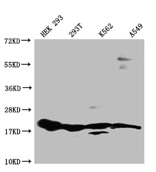 RPS19 Antibody in Western Blot (WB)