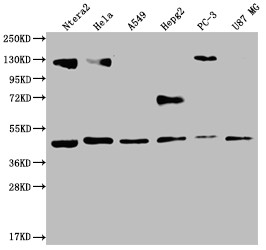 HIF1AN Antibody in Western Blot (WB)