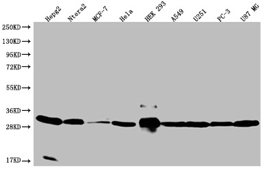 BAP31 Antibody in Western Blot (WB)