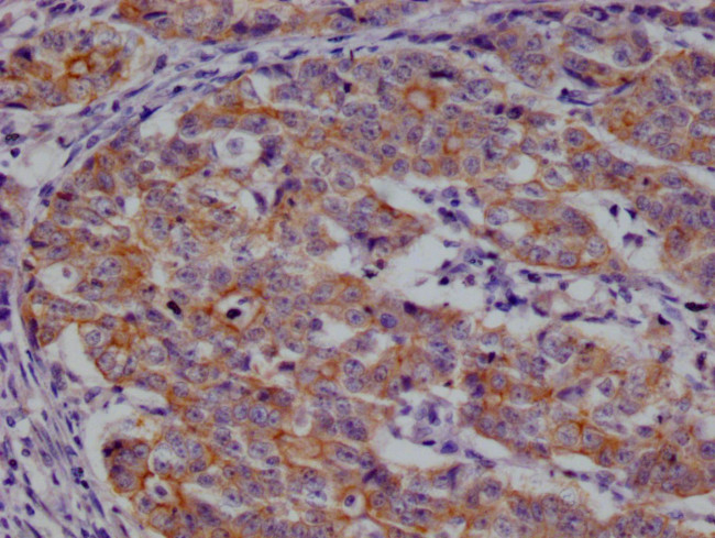 Beta-casein Antibody in Immunohistochemistry (Paraffin) (IHC (P))