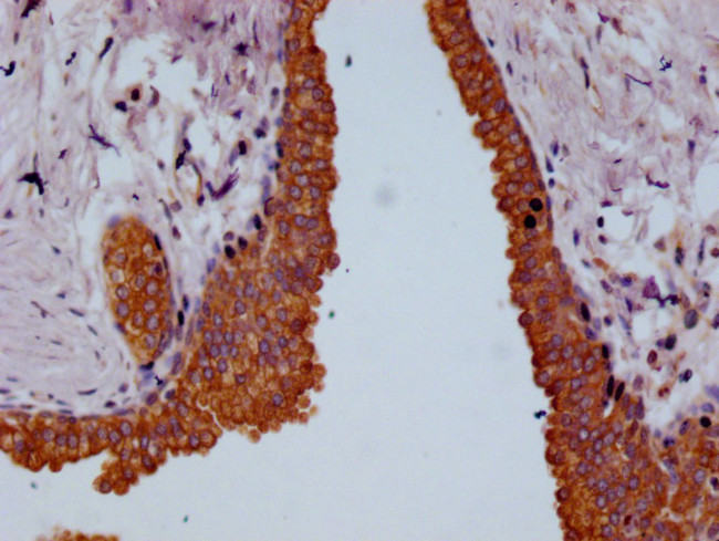 Beta-casein Antibody in Immunohistochemistry (Paraffin) (IHC (P))