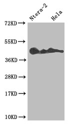 LEFTY2 Antibody in Western Blot (WB)