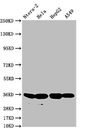 FGF19 Antibody in Western Blot (WB)