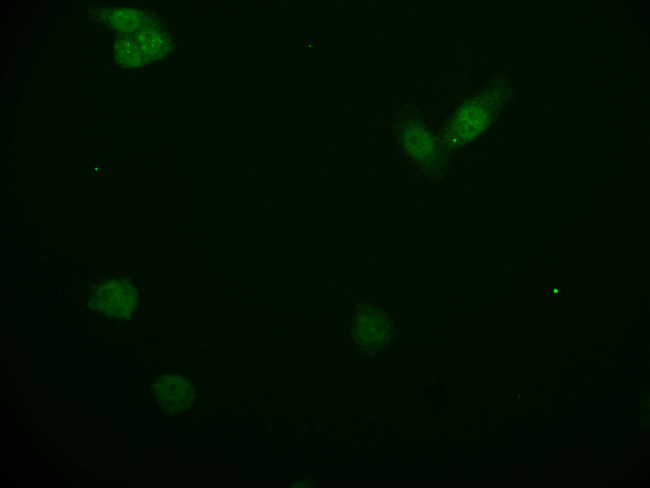 KAP3 Antibody in Immunocytochemistry (ICC/IF)