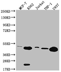 HMBS Antibody in Western Blot (WB)