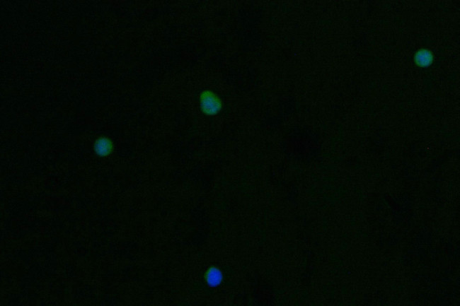 Trypsin 2 Antibody in Immunocytochemistry (ICC/IF)