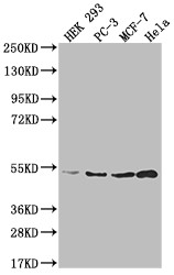 AHCY Antibody in Western Blot (WB)