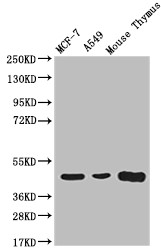 ACAA2 Antibody in Western Blot (WB)