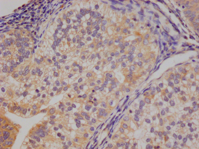 14-3-3 gamma Antibody in Immunohistochemistry (Paraffin) (IHC (P))