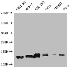 PIN4 Antibody in Western Blot (WB)