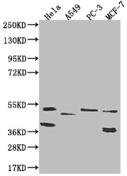 TAPP1 Antibody in Western Blot (WB)