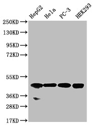 NSDHL Antibody in Western Blot (WB)