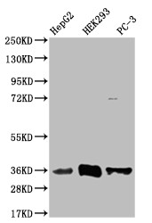 NTHL1 Antibody in Western Blot (WB)