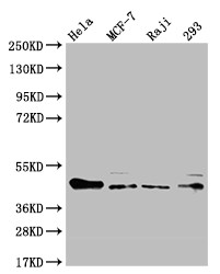 ULBP1 Antibody in Western Blot (WB)