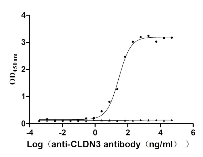 Claudin 3 Antibody in ELISA (ELISA)