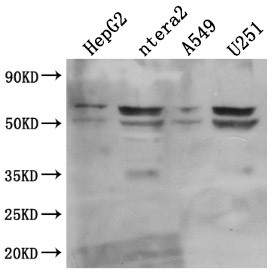 CD147 Antibody in Western Blot (WB)