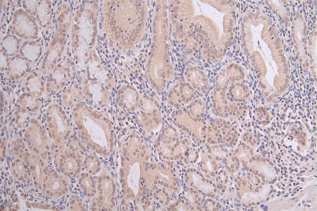 H3K9me1 Antibody in Immunohistochemistry (Paraffin) (IHC (P))