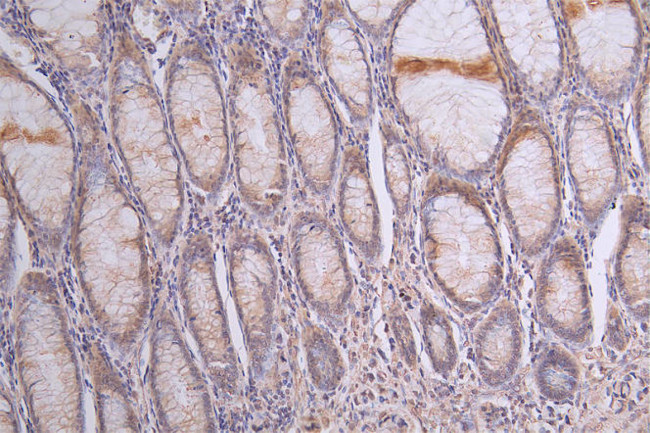 SIRP alpha Antibody in Immunohistochemistry (Paraffin) (IHC (P))