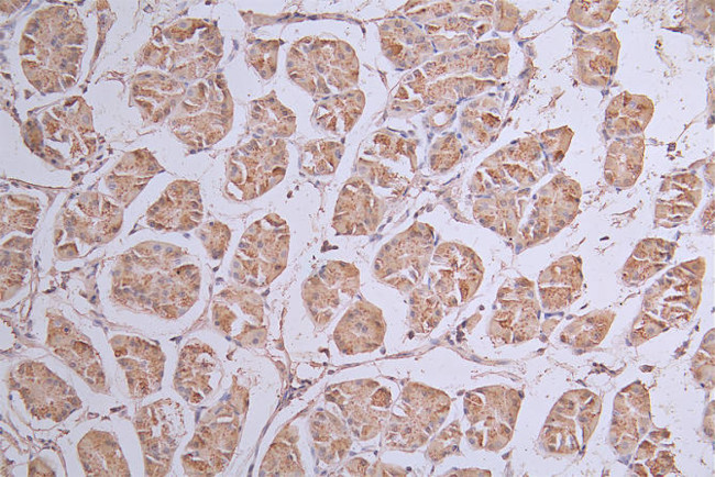 SIRP alpha Antibody in Immunohistochemistry (Paraffin) (IHC (P))