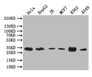 Caspase 3 Antibody in Western Blot (WB)