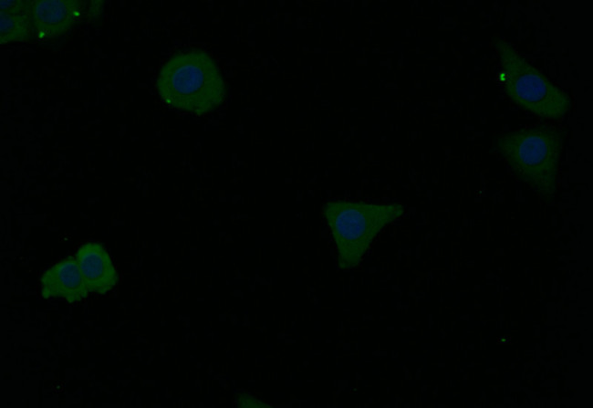 Ferritin Heavy Chain Antibody in Immunocytochemistry (ICC/IF)