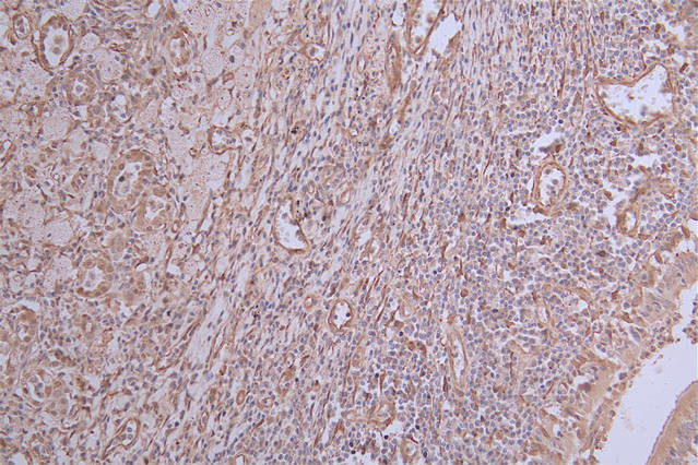 INMT Antibody in Immunohistochemistry (Paraffin) (IHC (P))