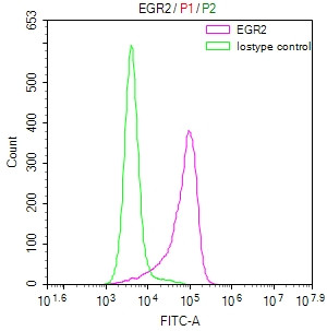 EGR2 Antibody in Flow Cytometry (Flow)