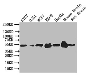 EGR2 Antibody in Western Blot (WB)