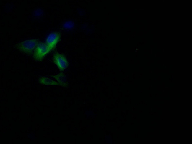 Pannexin 1 Antibody in Immunocytochemistry (ICC/IF)