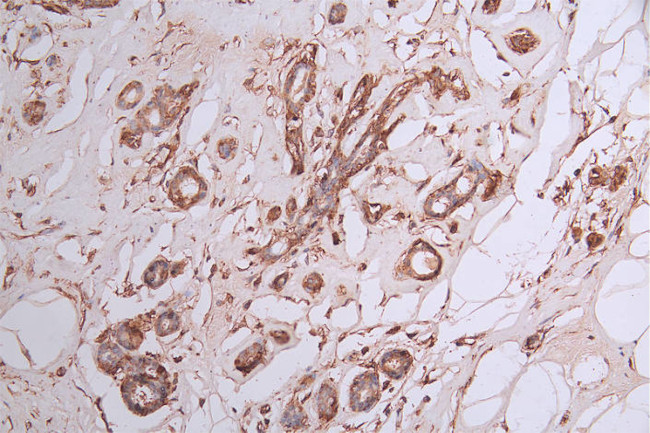 CRMP2 Antibody in Immunohistochemistry (Paraffin) (IHC (P))