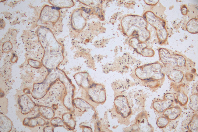 LAMP2 Antibody in Immunohistochemistry (Paraffin) (IHC (P))