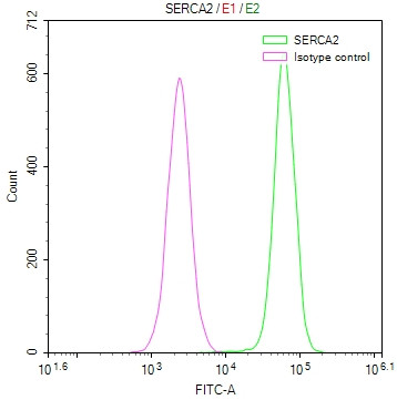 SERCA2 ATPase Antibody in Flow Cytometry (Flow)