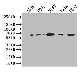 GPI Antibody in Western Blot (WB)