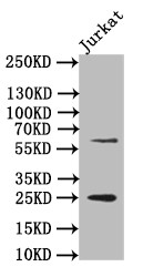 EBI3 Antibody in Western Blot (WB)